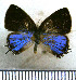  (Calycopis orcillula - JFDA5059)  @11 [ ] by-nc-sa (2025) Jean F. Le Crom Jean F. Le Crom