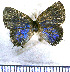  (Calycopis partunda - JFDA5078)  @11 [ ] by-nc-sa (2025) Jean F. Le Crom Jean F. Le Crom
