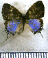  ( - JFDA5082)  @11 [ ] by-nc-sa (2025) Jean F. Le Crom Jean F. Le Crom