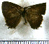  (Calycopis meleager - JFDA5093)  @11 [ ] by-nc-sa (2025) Jean F. Le Crom Jean F. Le Crom