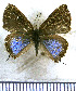  (Calycopis johnsoni - JFDA5098)  @11 [ ] by-nc-sa (2025) Jean F. Le Crom Jean F. Le Crom
