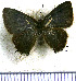  (Calycopis gizela - JFDA5103)  @11 [ ] by-nc-sa (2025) Jean F. Le Crom Jean F. Le Crom