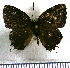  (Calycopis spadectis - JFDA5104)  @11 [ ] by-nc-sa (2025) Jean F. Le Crom Jean F. Le Crom
