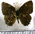  (Calycopis puppius - JFDA5126)  @11 [ ] by-nc-sa (2025) Jean F. Le Crom Jean F. Le Crom