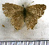  ( - JFDA5197)  @11 [ ] copyright (2025) Center For Collection-Based Research Center For Collection-Based Research
