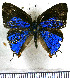  ( - JFDA5203)  @11 [ ] copyright (2025) Center For Collection-Based Research Center For Collection-Based Research