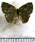  ( - JFDA5237)  @11 [ ] copyright (2025) Center For Collection-Based Research Center For Collection-Based Research