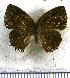  ( - JFDA5238)  @11 [ ] copyright (2025) Center For Collection-Based Research Center For Collection-Based Research