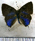 ( - JFDA5289)  @11 [ ] copyright (2025) Center For Collection-Based Research Center For Collection-Based Research