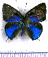  ( - JFDA5293)  @11 [ ] copyright (2025) Center For Collection-Based Research Center For Collection-Based Research