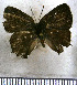  ( - JFDA5299)  @11 [ ] copyright (2025) Center For Collection-Based Research Center For Collection-Based Research
