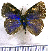  ( - JFDA5319)  @11 [ ] copyright (2025) Center For Collection-Based Research Center For Collection-Based Research