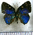  ( - JFDA5330)  @11 [ ] copyright (2025) Center For Collection-Based Research Center For Collection-Based Research