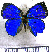  (Theclopsis demea - JFDA5344)  @11 [ ] copyright (2025) Center For Collection-Based Research Center For Collection-Based Research