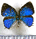 ( - JFDA5391)  @11 [ ] copyright (2025) Center For Collection-Based Research Center For Collection-Based Research