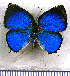  ( - JFDA5398)  @11 [ ] copyright (2025) Center For Collection-Based Research Center For Collection-Based Research