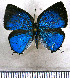  ( - JFDA5399)  @11 [ ] copyright (2025) Center For Collection-Based Research Center For Collection-Based Research