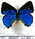  ( - JFDA5412)  @11 [ ] copyright (2025) Center For Collection-Based Research Center For Collection-Based Research
