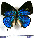  ( - JFDA5418)  @11 [ ] copyright (2025) Center For Collection-Based Research Center For Collection-Based Research