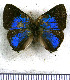  ( - JFDA5473)  @11 [ ] copyright (2025) Center For Collection-Based Research Center For Collection-Based Research