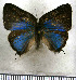  ( - JFDA5488)  @11 [ ] copyright (2025) Center For Collection-Based Research Center For Collection-Based Research