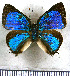  ( - JFDA5492)  @11 [ ] copyright (2025) Center For Collection-Based Research Center For Collection-Based Research