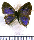  ( - JFDA5547)  @11 [ ] copyright (2025) Center For Collection-Based Research Center For Collection-Based Research