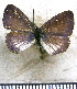  (Leptotes cassius theonus - JFDA5632)  @11 [ ] copyright (2025) Center For Collection-Based Research Center For Collection-Based Research