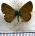  (Leptotes trigemmatus - JFDA5646)  @11 [ ] copyright (2025) Center For Collection-Based Research Center For Collection-Based Research