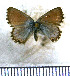  (Pseudolucia annamaria - JFDA5675)  @11 [ ] copyright (2025) Center For Collection-Based Research Center For Collection-Based Research