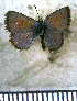  (Pseudolucia vera - JFDA5686)  @11 [ ] copyright (2025) Center For Collection-Based Research Center For Collection-Based Research
