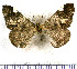  ( - JFDA5694)  @11 [ ] copyright (2025) Center For Collection-Based Research Center For Collection-Based Research