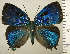  (Atlides bacis - RCB01890)  @11 [ ] by-nc-sa (2025) Robert C. Busby Robert C. Busby