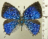  ( - RCB08259)  @11 [ ] by-nc-sa (2025) Robert C. Busby Robert C. Busby