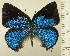  (Strephonota cyllarissus CF2 - RCB16333)  @11 [ ] by-nc-sa (2025) Robert C. Busby Robert C. Busby