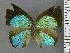  (Strephonota reducta - RCCFXPL7H08)  @11 [ ] by-nc-sa (2025) C. Faynel C. Faynel