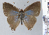  (Lamprospilus lignus - RCCFXPL7H09)  @11 [ ] by-nc-sa (2025) C. Faynel C. Faynel