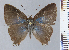  (Lamprospilus aquaeus - RCCFXPL7H11)  @11 [ ] by-nc-sa (2025) C. Faynel C. Faynel