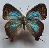  ( - RCWFA10)  @11 [ ] by-nc-sa (2024) C. Faynel C. Faynel