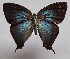  ( - RCWFB04)  @11 [ ] by-nc-sa (2024) C. Faynel C. Faynel