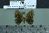  ( - BC-MNHN-LEP01980)  @11 [ ] cc-by (2022) Rodolphe Rougerie mnhn