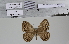  ( - BC-MNHN-LEP01985)  @11 [ ] cc-by (2022) Rodolphe Rougerie mnhn