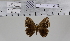  ( - BC-MNHN-LEP01986)  @11 [ ] cc-by (2022) Rodolphe Rougerie mnhn