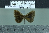  ( - BC-MNHN-LEP02073)  @11 [ ] cc-by (2022) Rodolphe Rougerie mnhn