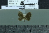  ( - BC-MNHN-LEP02100)  @11 [ ] cc-by (2022) Rodolphe Rougerie mnhn