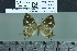  ( - BC-MNHN-LEP02101)  @11 [ ] cc-by (2022) Rodolphe Rougerie mnhn