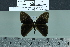  ( - BC-MNHN-LEP02121)  @11 [ ] cc-by (2022) Rodolphe Rougerie mnhn