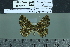  ( - BC-MNHN-LEP02132)  @11 [ ] cc-by (2022) Rodolphe Rougerie mnhn