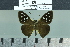  ( - BC-MNHN-LEP02799)  @11 [ ] cc-by (2023) Rodolphe Rougerie mnhn