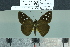  ( - BC-MNHN-LEP02800)  @11 [ ] cc-by (2023) Rodolphe Rougerie mnhn
